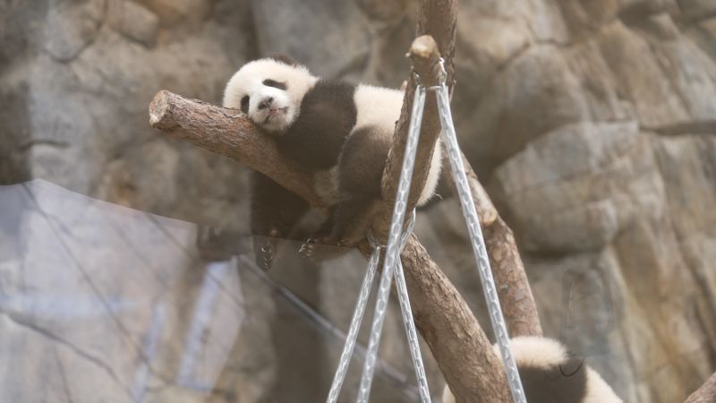 CNN gets sneak peek of twin panda cubs in Hong Kong