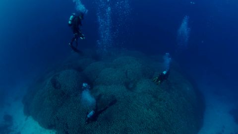 VIDEO_World's largest coral_V3.00_00_01_20.Still001.jpg