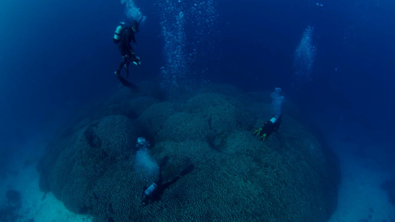 VIDEO_World's largest coral_V3.00_00_01_20.Still001.jpg