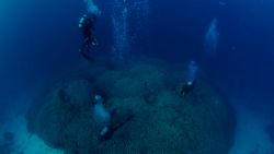 VIDEO_World's largest coral_V3.00_00_01_20.Still001.jpg