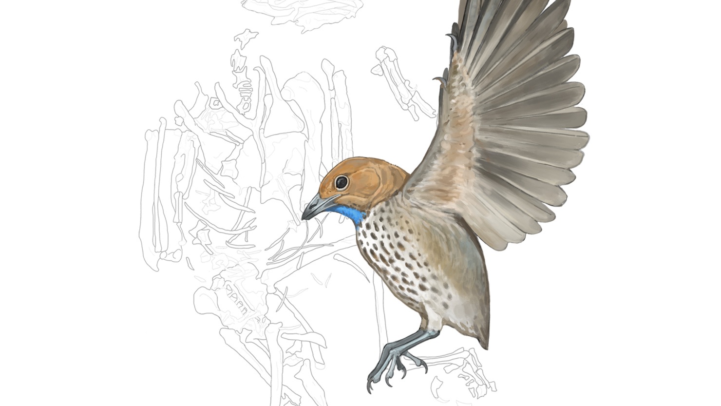 An illustration of the species Attenborough’s strange bird is depicted next to an outline of its fossil.