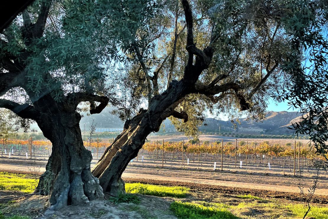 Viña de Frannes pairs great wines with a cactus garden and dreamy desert views.