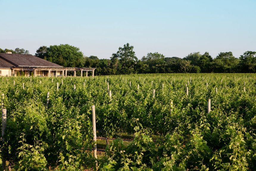 Wölffer Estate Vineyard cannot move their supply chain, and have limited acreage at their Long Island, New York, vineyard to grow more grapes.