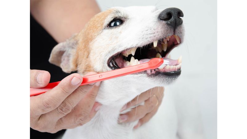 Chewy dog hot sale toothbrush