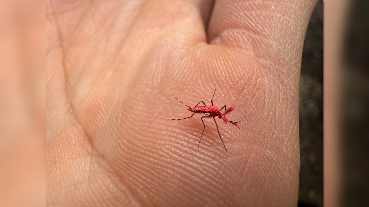 Pigmentan de rojo a mosquitos en Argentina para estudio de control