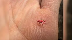 VO MOSQUITO ROJO.jpg