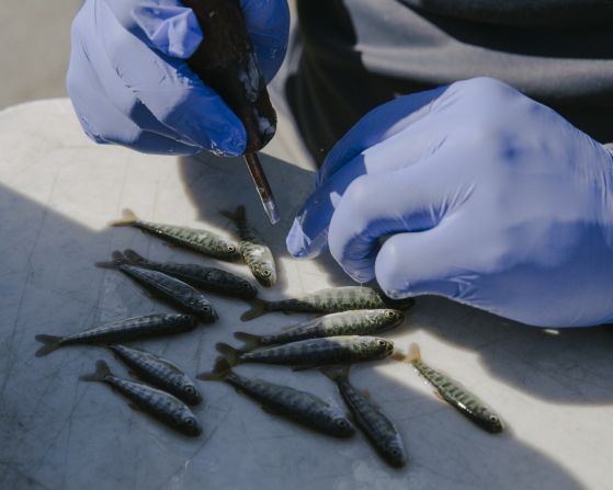 The Klamath River basin has long been the cultural and ecological heart of the Yurok Tribe, yet decades of environmental degradation have impacted the ecosystem, said Wan. The Yurok Tribal Fisheries Program aims to restore fish populations and habitats along the river.