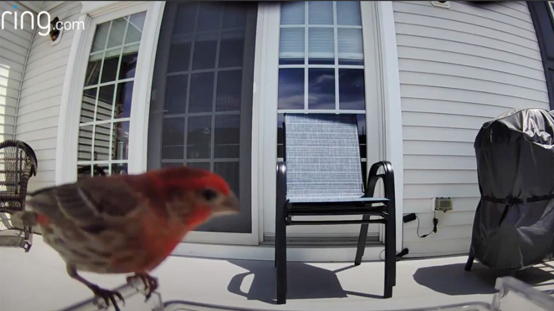 wasserstein bird feeder still cnnu.jpg