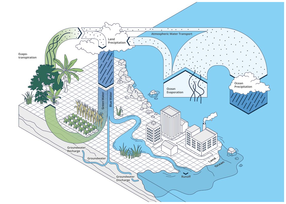 Graphic showing the movement of "green water" and "blue water" in the global water cycle. 