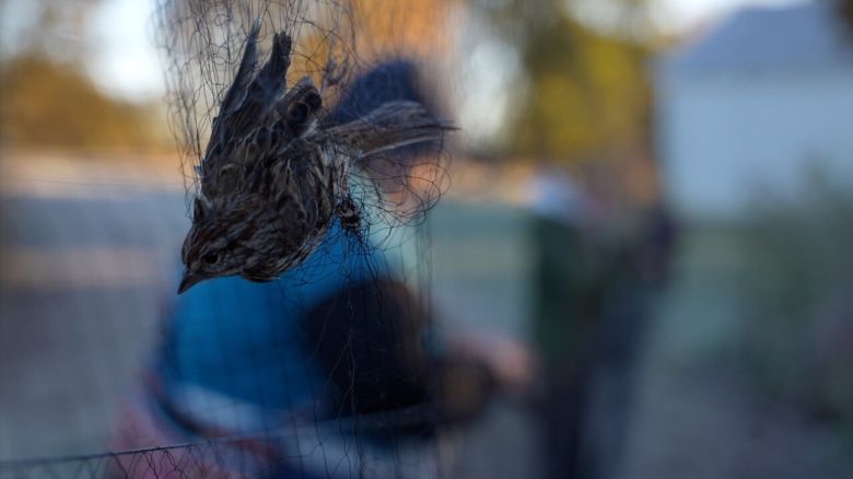 WCPO Captured Bird.jpg