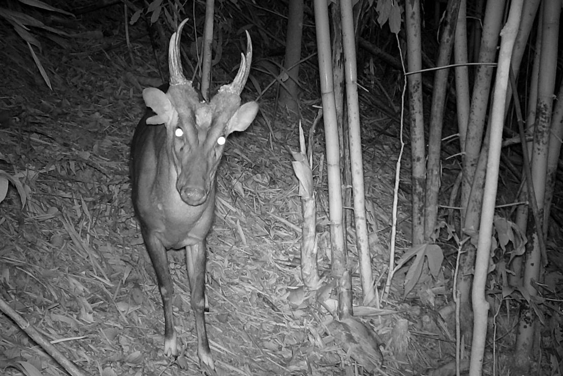 The critically endangered large-antlered muntjac was photographed by camera trap in Virachey National Park, the species' first ever recorded sighting in Cambodia.