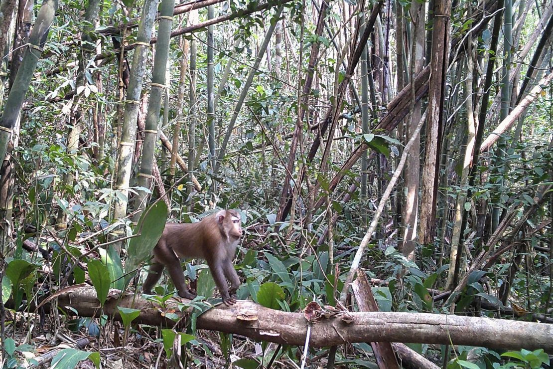 A pig-tailed macaque photographed during a camera trap survey in Virachey National Park.