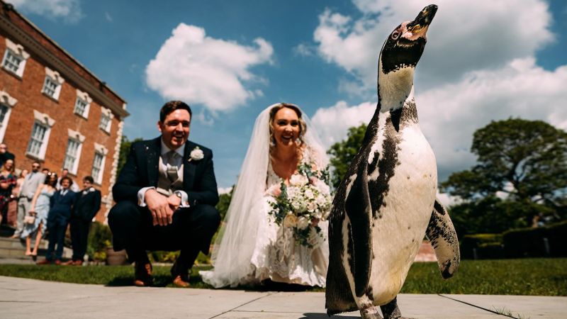 Penguin replaces best man at wedding
