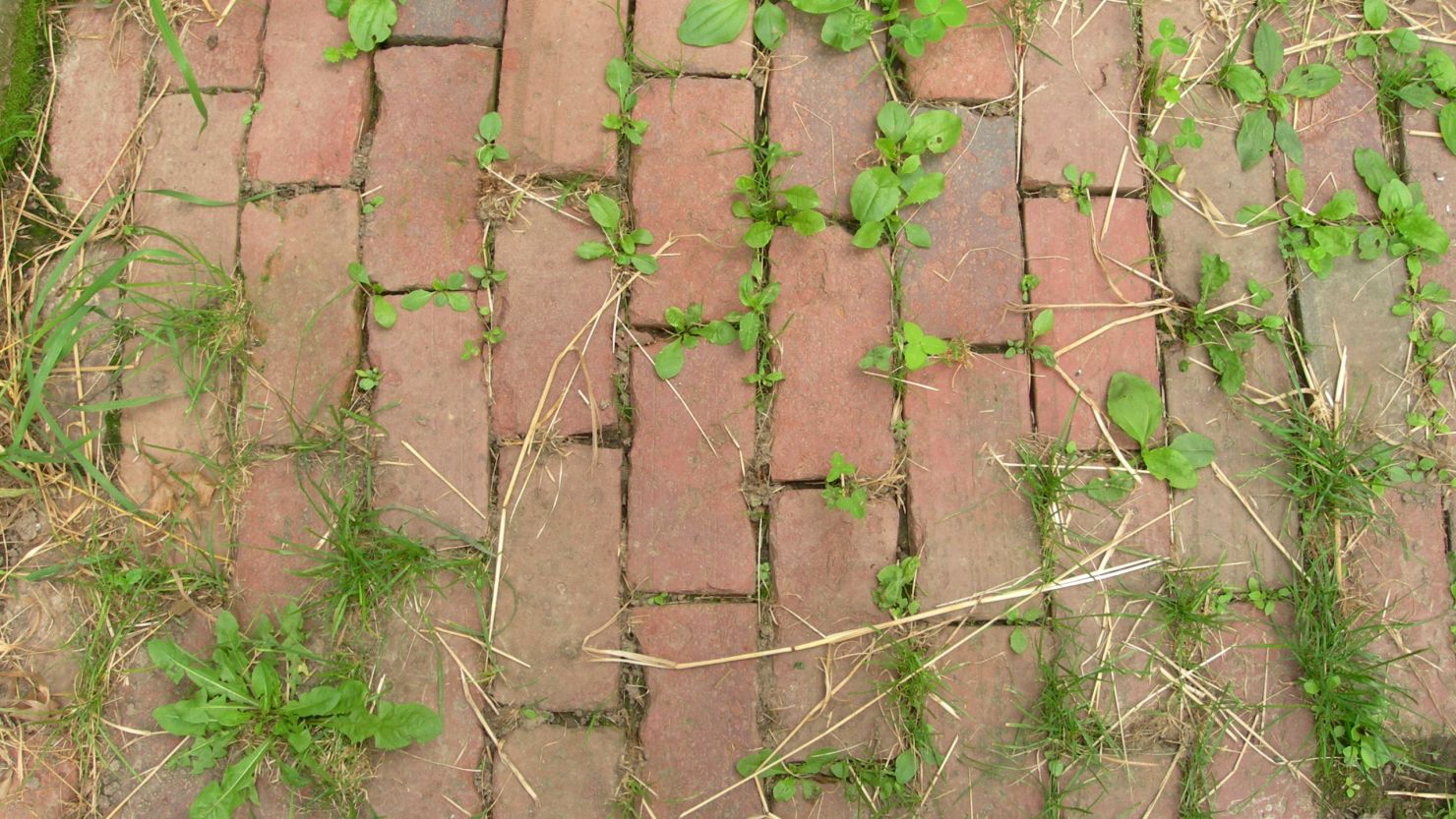 Tackle troublesome garden weeds the sustainable way with this easy-to-make homemade weed killer.