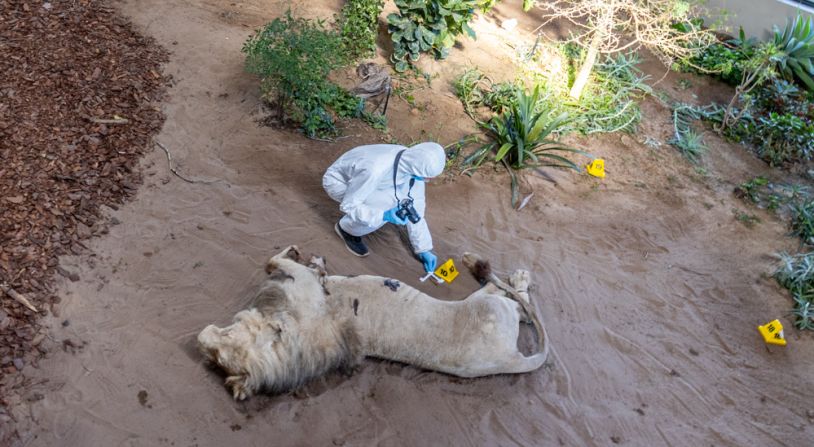 The stuffed animals are used to create scenarios that the students may come across in real life. Students are taught how to look for and handle evidence that could be used in court.