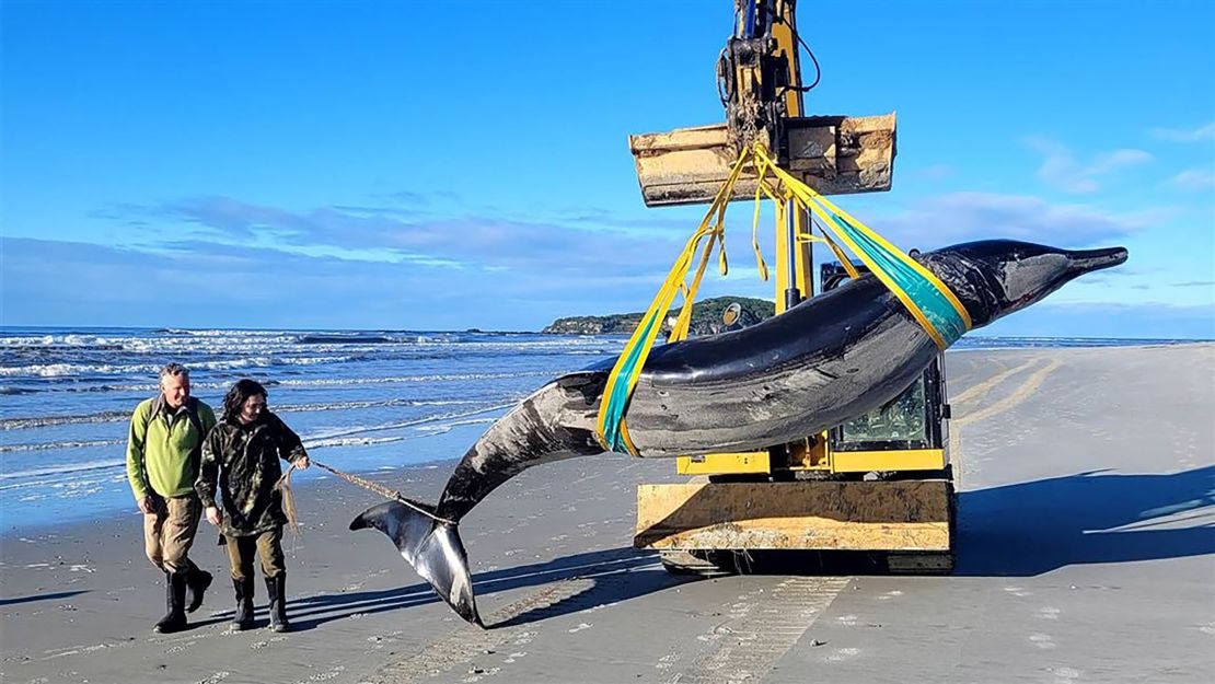 This creature washed up on the New Zealand coast.