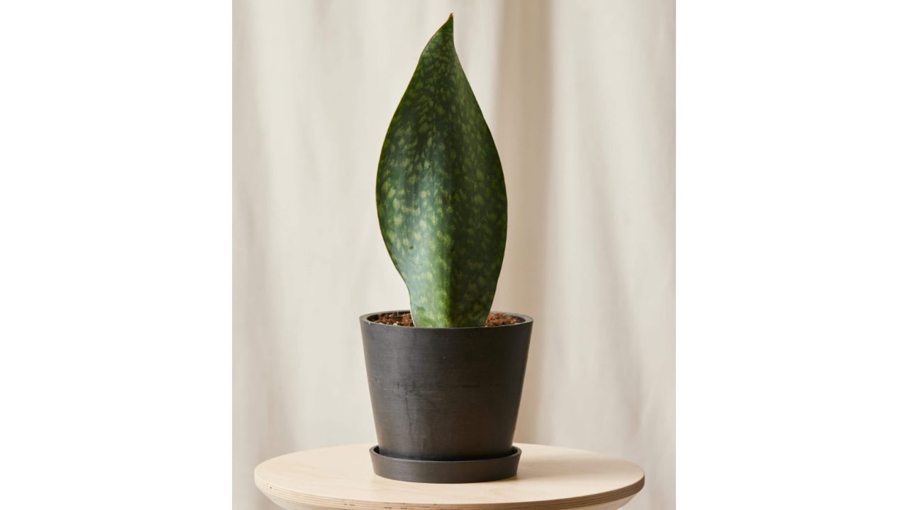 Whale Fin Sansevieria