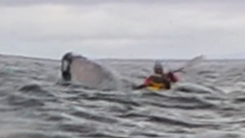 Father captures moment son was swallowed by humpback whale