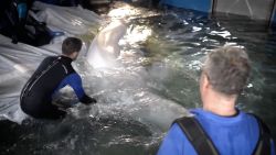 Whales 20.jpg