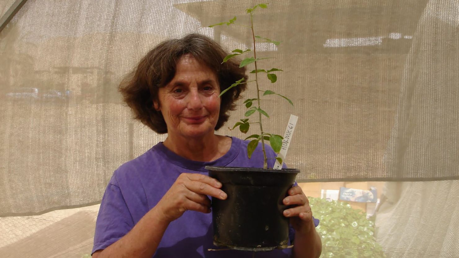 Dr. Sarah Sallon, founder of the Louis L. Borick Natural Medicine Research Center in Jerusalem, holds a tree grown from an ancient seed six months after it was planted.