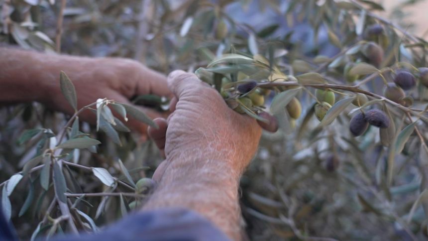 Olive picking is a treasured tradition for Palestinians, and represents their deep connection to their land.