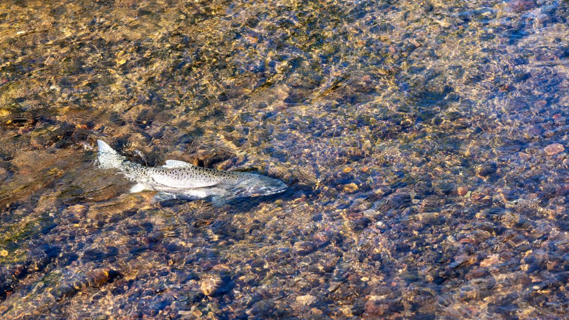 Since the removal of the dams, salmon have been spotted in the upper reaches of the river.