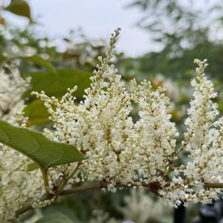 the white Japanese knotweed