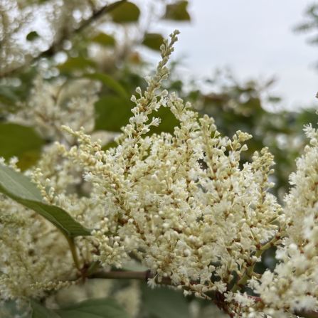 The white Japanese knotwood flower