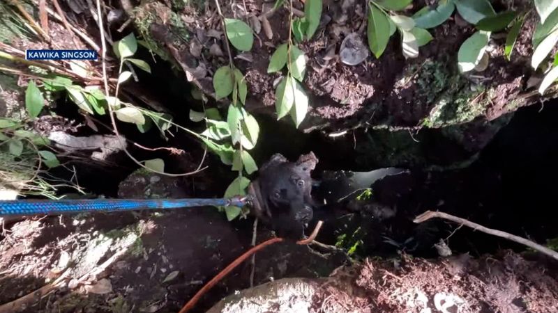 This dog fell 30 feet into a volcano fissure. See how she got out | CNN
