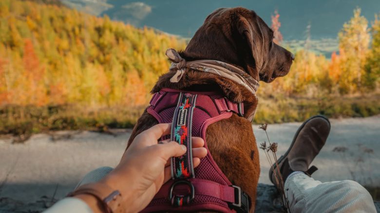wilderdog dog hiking gear cnnu.jpg