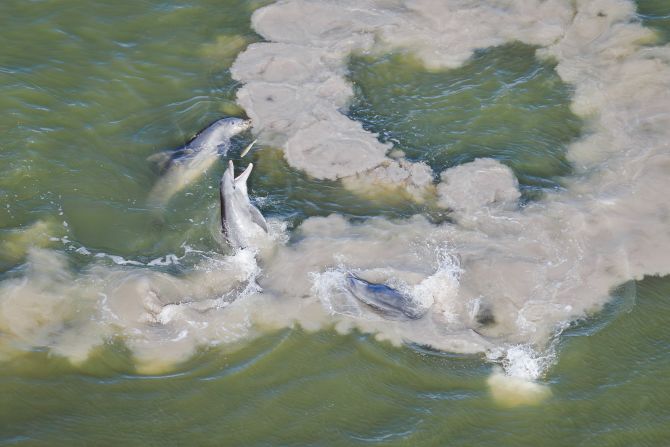 Restoration scientist and photographer Mark Cook captured this image of a bottlenose dolphin grabbing a mullet from the air during “mud-ring feeding,” a fishing behavior exhibited by dolphins living in the mangrove-lined bays of Florida Bay and the Caribbean. The photograph came first in the mangroves and wildlife category.