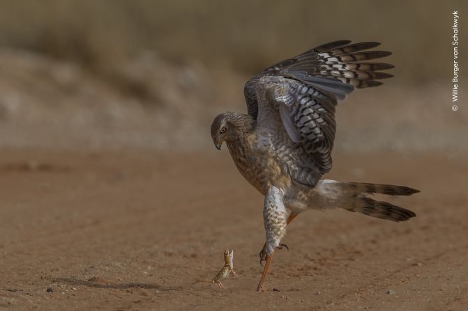 Willie Burger van Schalkwyk captured this scene of a giant ground gecko trying in vain to fight off a pale chanting goshawk in Kgalagadi Transfrontier Park, South Africa.