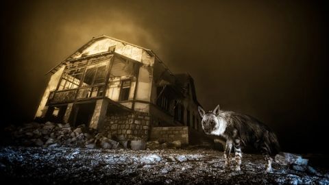 "Ghost Town Visitor" — La imagen de una hiena parda en Namibia tomada por Wim van den Heever fue nombrada ganadora general y ganadora en la categoría de Vida Silvestre Urbana.