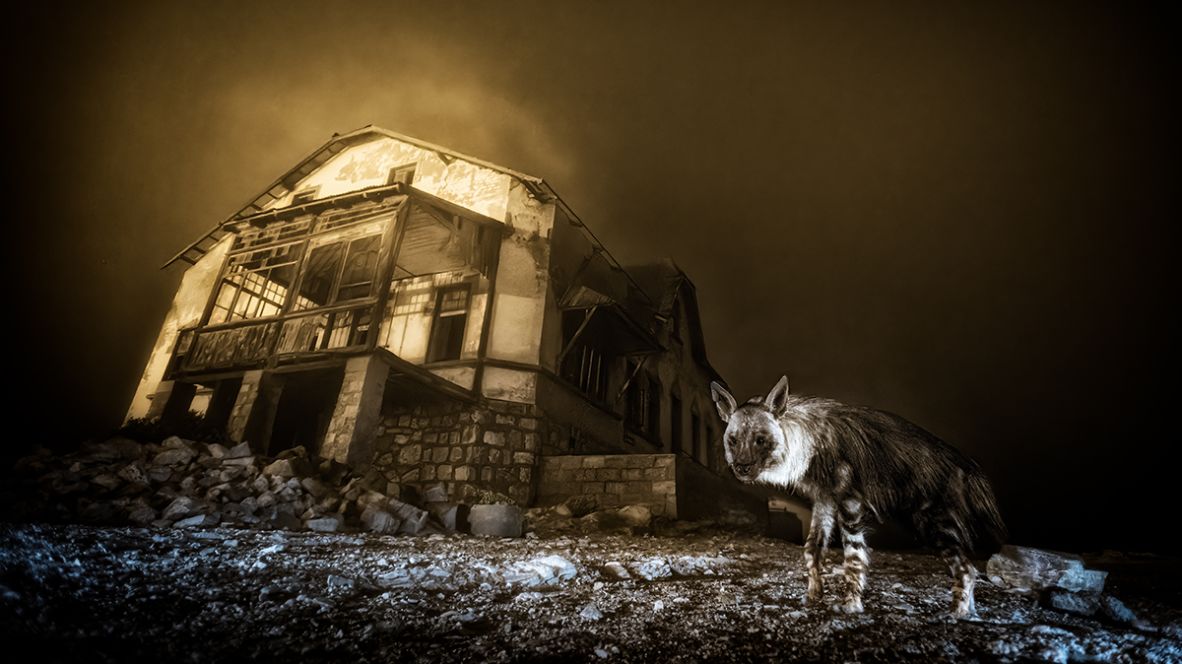 Wim van den Heever's image of a brown hyena in Namibia was named overall winner and winner of the Urban Wildlife category.