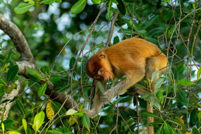 Satwika Satria’s photo of a young proboscis monkey eating fruit in a dense mangrove forest in Indonesia won the wildlife mammals category. Satria said that it “highlights the vital role of mangrove ecosystems in supporting the survival of this endangered species.”