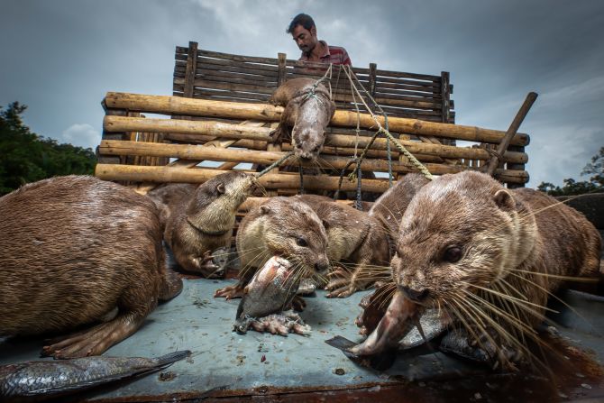 Otter fishing is an ancient practice where trained otters are used to catch fish. This image by Freddie Claire, taken in Bangladesh, shows a fisherman with his trained otters eating their share of the catch. It won the livelihoods category.