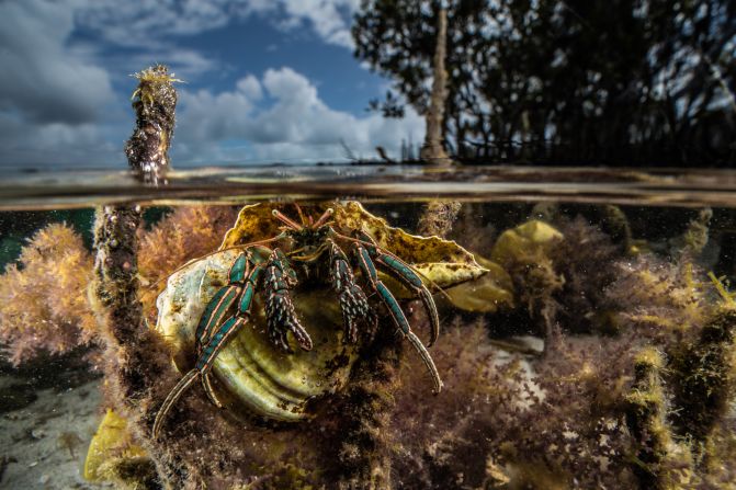 Alex Pike’s photo of a hermit crab in Australia won the underwater category. He spotted it feeding on mangrove roots at the entrance of Lake Macquarie, a saltwater lagoon in New South Wales.