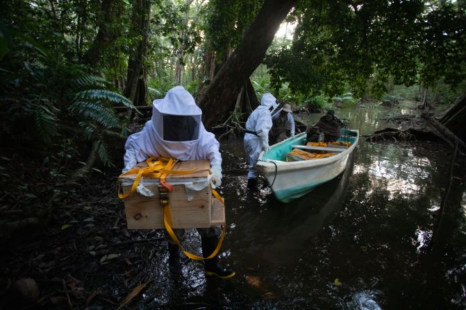 This image by Ian Rock shows the relocation of a beehive to the Terraba-Sierpe mangrove forest in Costa Rica, at the start of a new mangrove honey project designed to give local communities an alternative income, since fishing has dried up due to loss of habitat and climate change. It won the conservation and restoration category.