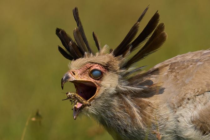 Peter Hudson won the top prize in ecology and environmental science for "Secretary bird gullet," where he captured the moment a locust was about to be eaten.