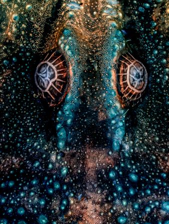 "Tired eyes"<em> </em>by Jose Manuel Martinez Lopez, which captures the eyes of a dried out bark scorpion under fluorescence, won the microimaging category. The image was taken in Baja California, Mexico.