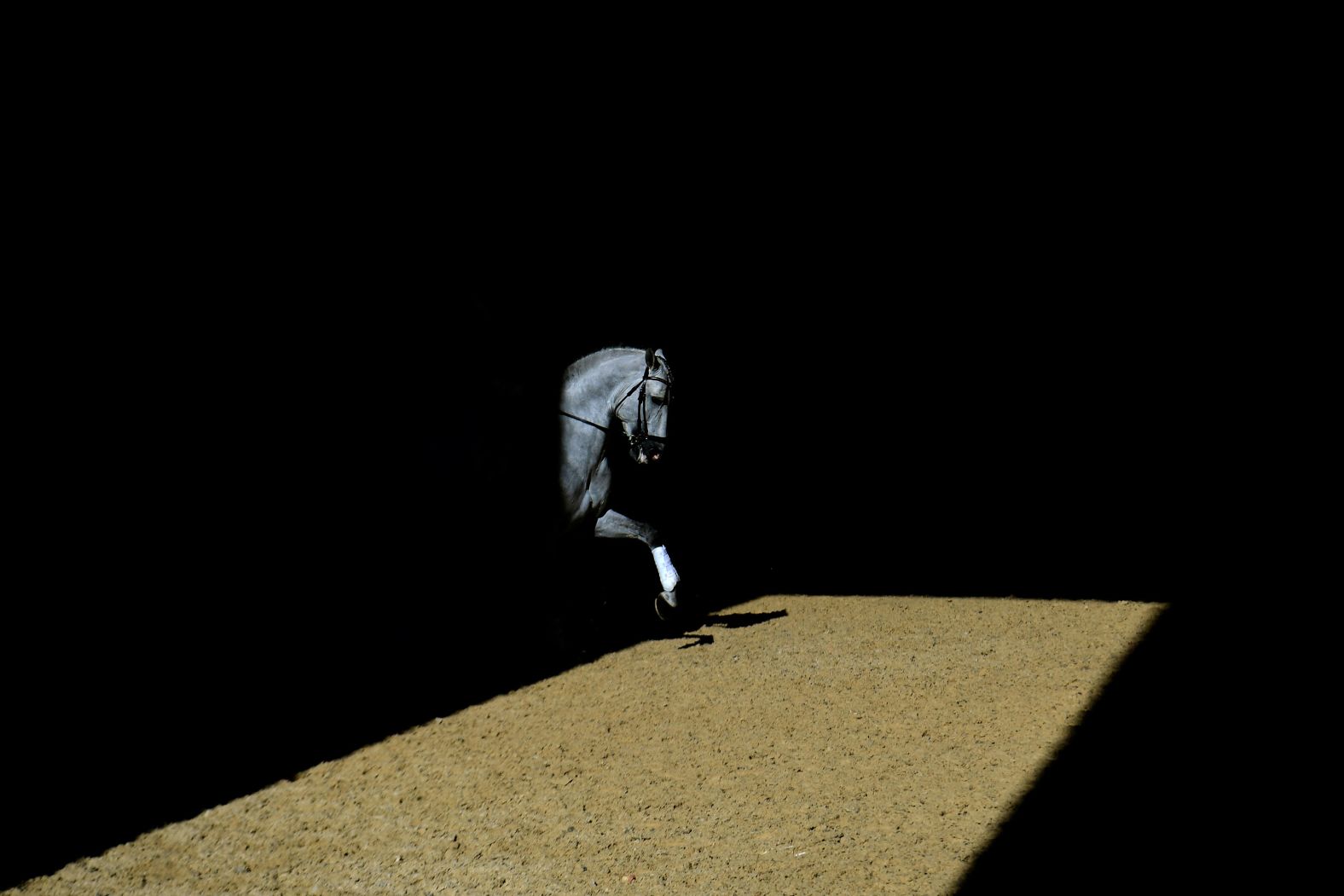A horse takes part in the SICAB International Horse Show in Seville, Spain, on Thursday, November 20. The annual event is based around the purebred Spanish horse.