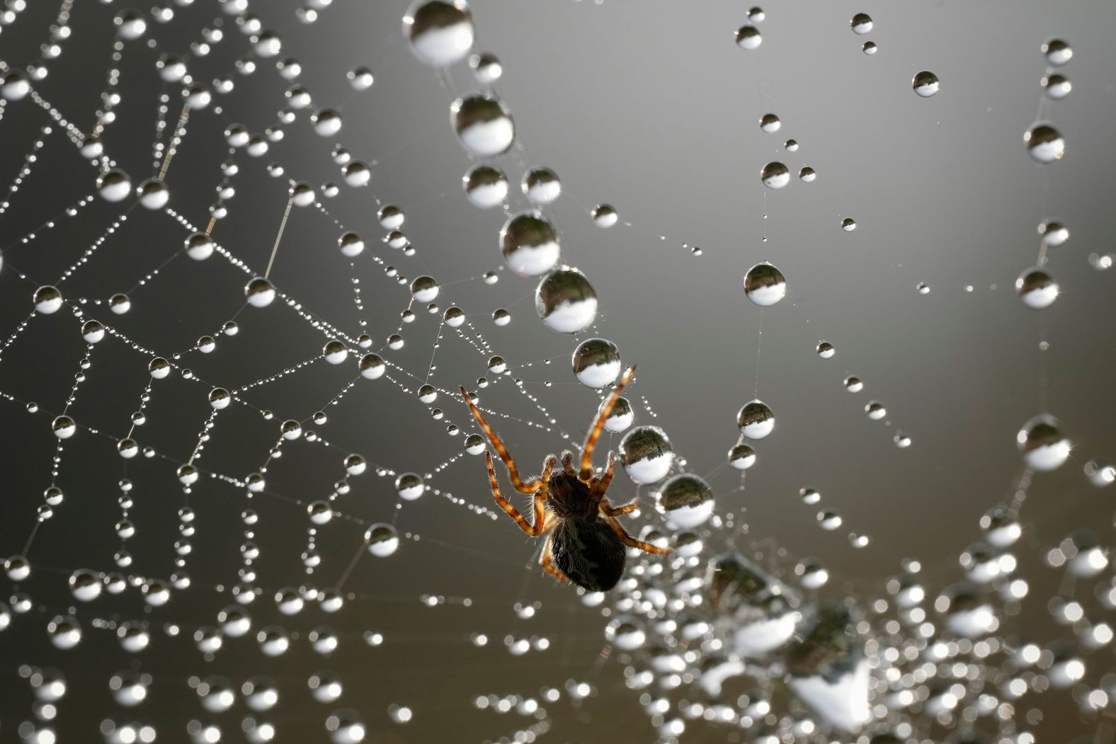 A spider hangs on its water-covered web in a forest outside Tallinn, Estonia, on Friday, September 20.