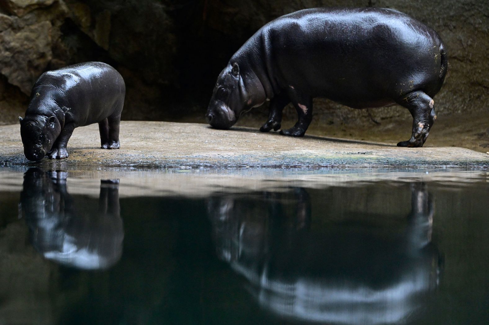 Toni the pygmy hippo and her mother, Debbie, are reflected in the water of their pool at the Zoological Garden in Berlin on Tuesday, October 29.