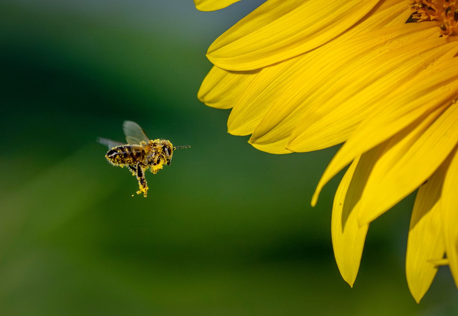 A bee flies to a sunflower on the outskirts of Frankfurt, Germany, on Wednesday, August 28.