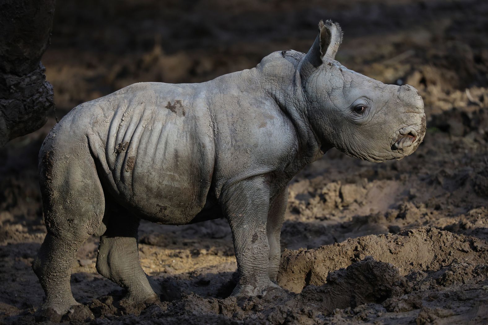 Silverio, a newborn southern white rhinoceros, walks at the Buin Zoo in Santiago, Chile, on Tuesday, July 2. He is just the third white rhino to be born in South America.