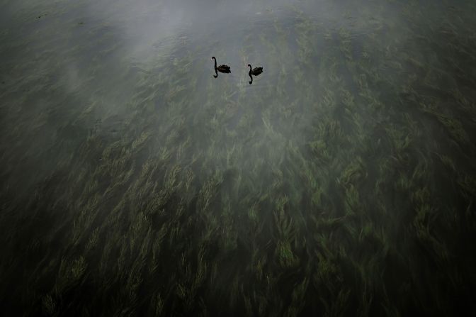 Two black swans swim along a river in Beijing on Sunday, September 8.