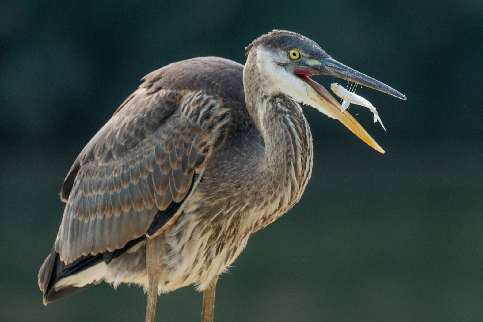 A great blue heron eats a fish in Ridgefield Park, New Jersey, on Thursday, September 12.