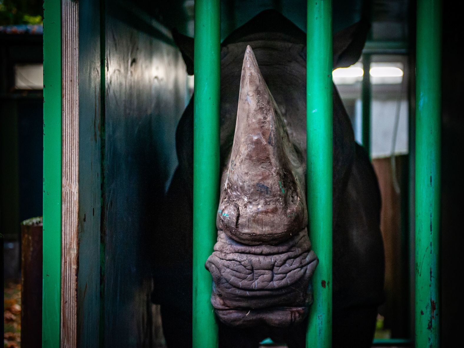 A 32-year-old white rhino leaves the Burgers' Zoo in Arnhem, Netherlands, on Thursday, October 17. He was heading to a wildlife park in Belgium to produce offspring there.