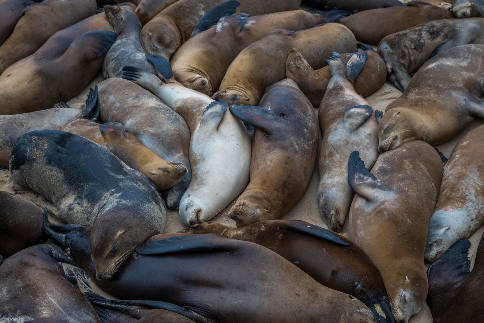 Sea lions nap together on the San Carlos Beach in Monterey, California, on Friday, August 23. <a >Hundreds of them took over the beach</a>, prompting local officials to close the area to people.