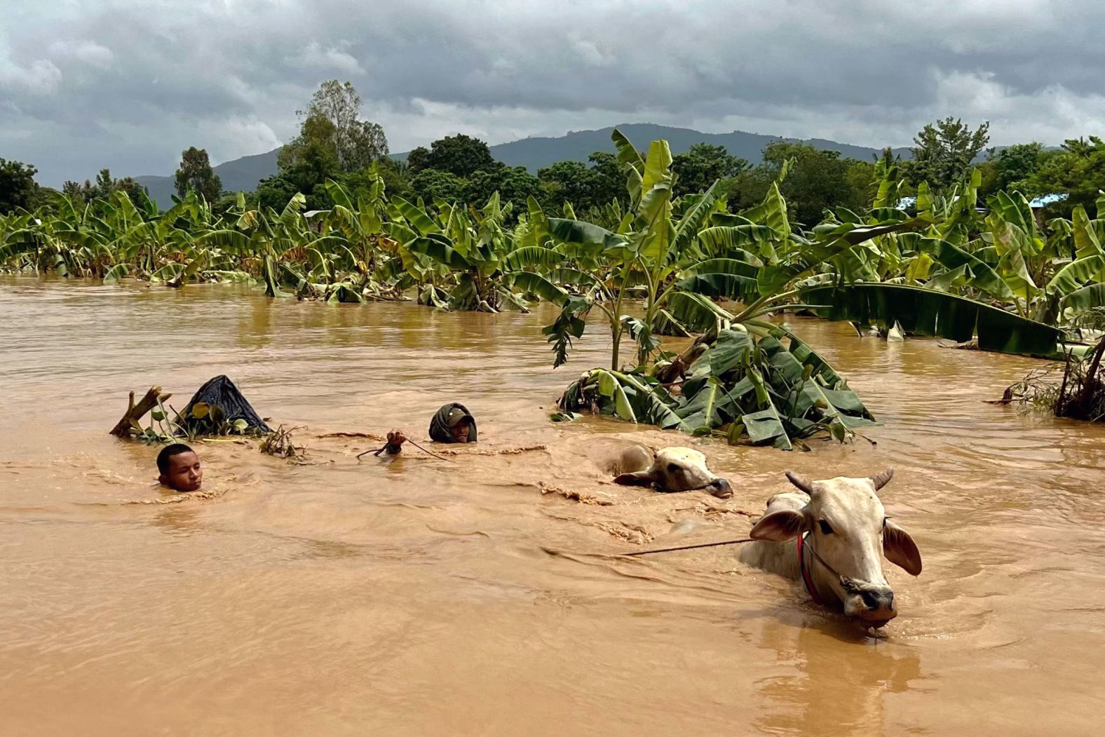 Two men guide cattle through floodwaters in the Thai village of Sin Thay on Friday, September 13. <a >Typhoon Yagi</a>, Asia’s most powerful storm this year, left a trail of destruction with its intense rainfall and powerful winds.